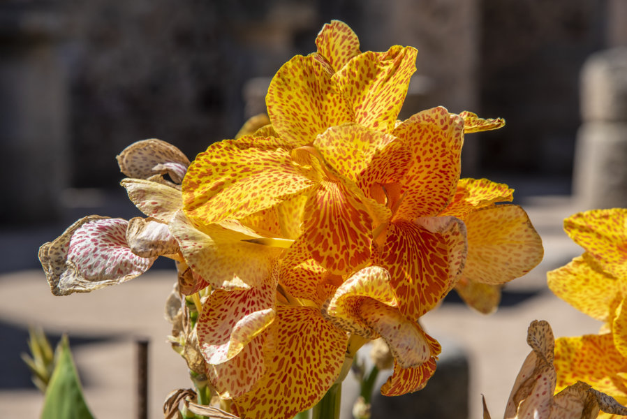 Flores amarillas - Mérida - Badajoz - Extremadura - España 2